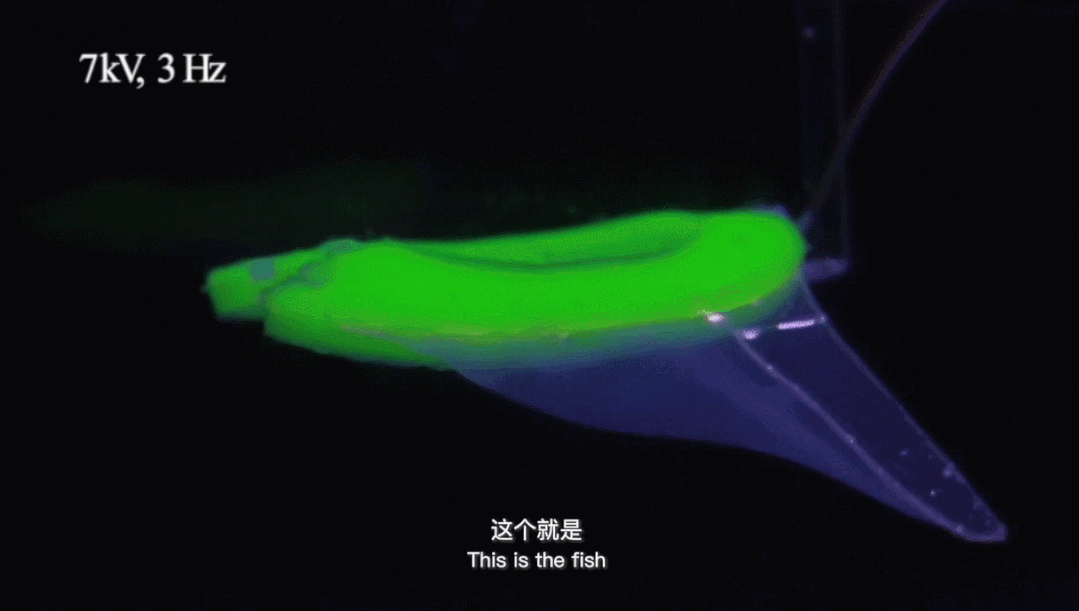 9.gif