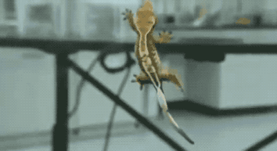 4.gif