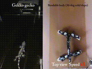 11.gif