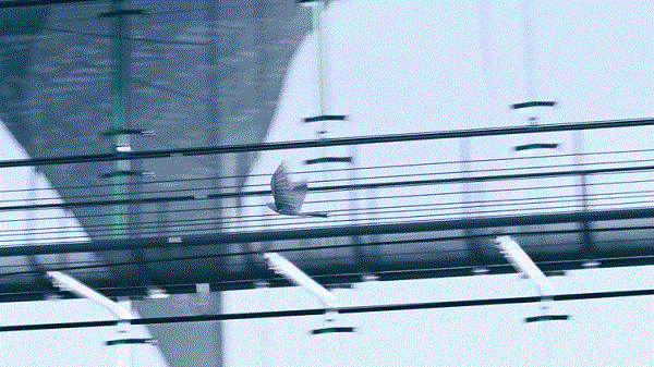1.gif