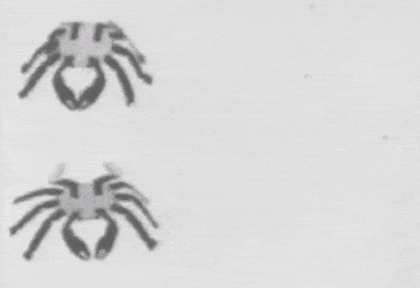 4.gif
