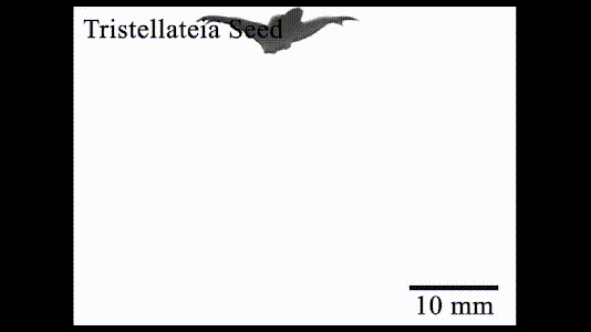 5.gif