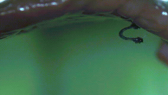 3.gif