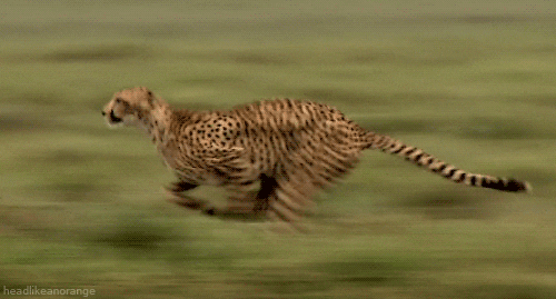 3.gif