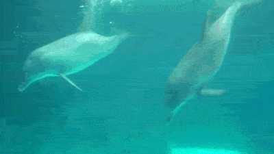 5.gif