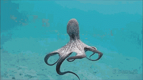 6.gif