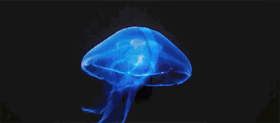 7.gif