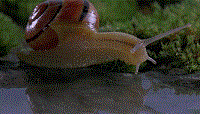19.gif