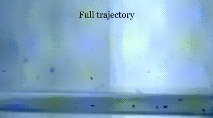 7.gif