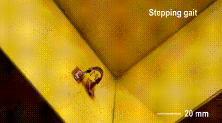 6.gif