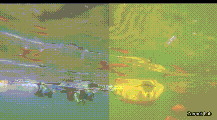 6.gif