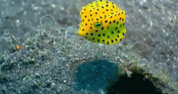 4.gif